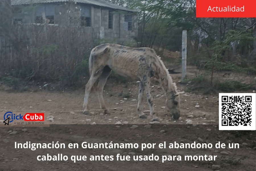 Indignación en Guantánamo por el abandono de un caballo que antes fue usado para&nbsp;montar