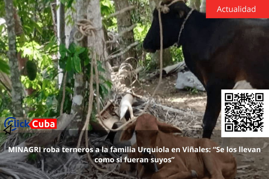 MINAGRI roba terneros a la familia Urquiola en Viñales: “Se los llevan como si fueran&nbsp;suyos”