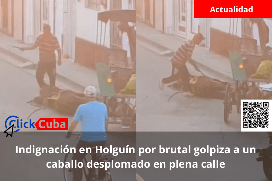 Indignación en Holguín por brutal golpiza a un caballo desplomado en plena&nbsp;calle