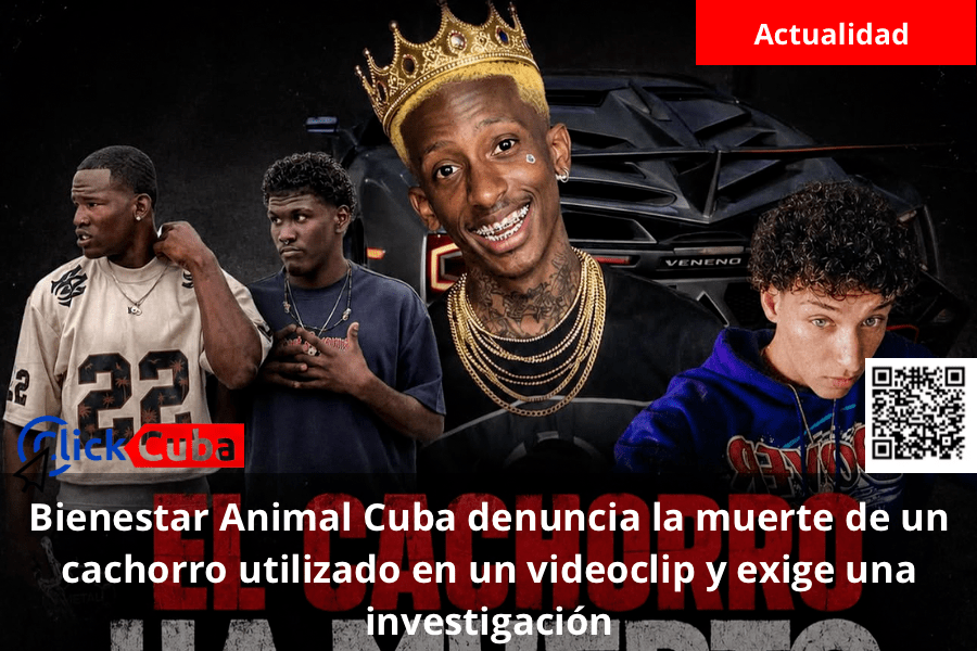 Bienestar Animal Cuba denuncia la muerte de un cachorro utilizado en un videoclip y exige una&nbsp;investigación