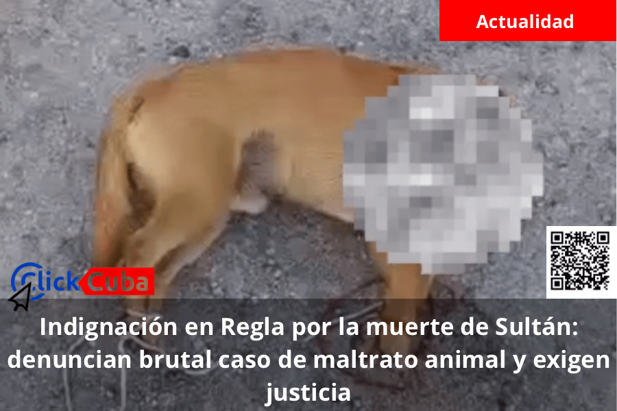 Indignación en Regla por la muerte de Sultán: denuncian brutal caso de maltrato animal y exigen&nbsp;justicia